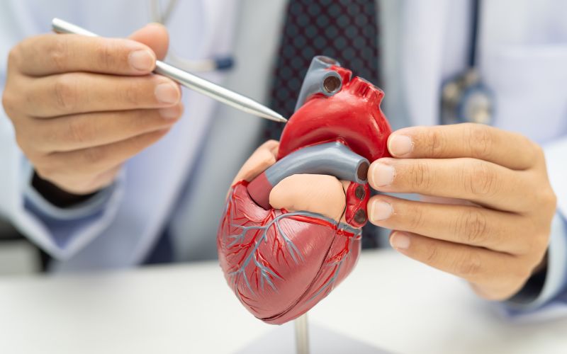 Lekarz wskazujący na model ludzkiego serca